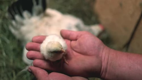 Tiny Chick Held Gently in Open Hands