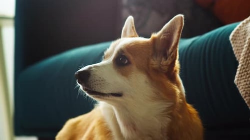 Adorable Corgi Dog Relaxing on Couch Indoors