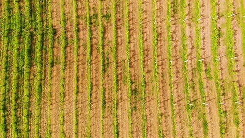 Drohnenblick über Weinberge in Richtung landwirtschaftlicher Felder bei Sonnenuntergang