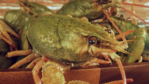 Fresh Green Crayfish in a Wooden Bowl