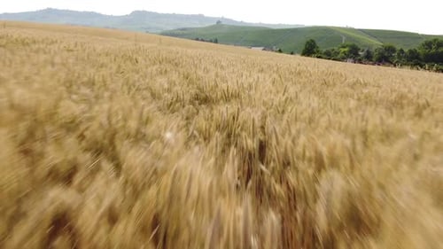 Golden Wheat Field Aerial View