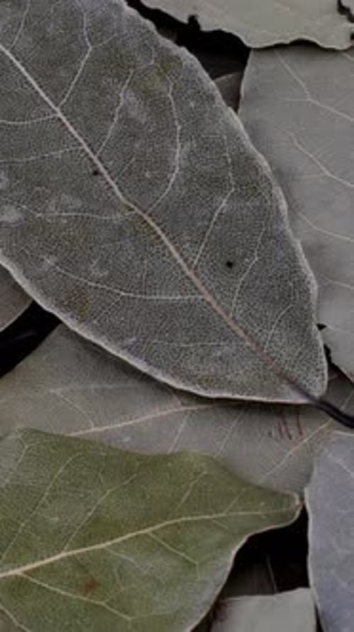 Heap of Fragrant Dried Bay Laurel Leaves Spice for Food Preparation Rotation Slowly