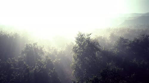 Sun Rays Through Foggy Forest Trees