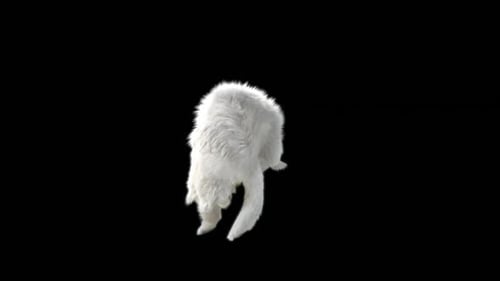 White Bear Cub Rolling Playfully on Black Background