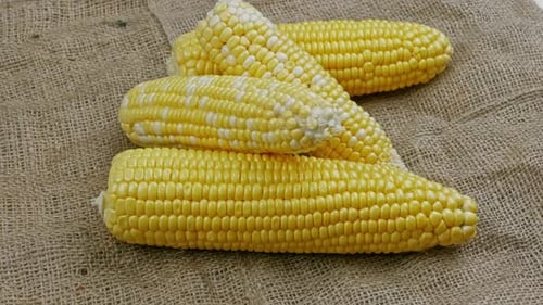 Ears of Fresh Corn on Burlap