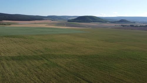 Aerial View on Green Wheat Field in Countryside