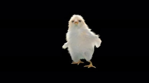 Cute Fluffy White Chick Dancing 3D Animation