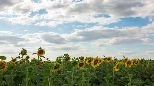 Radiant Sunflower Field Under Blue Sky