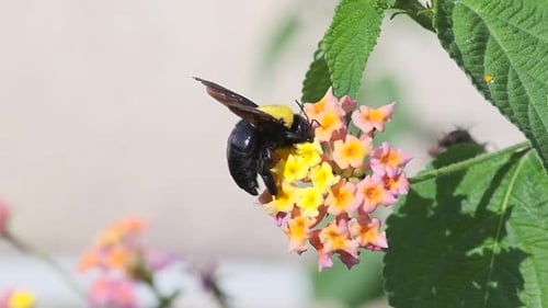 Carpenter Bee Pollinating Pink and Yellow Flowers