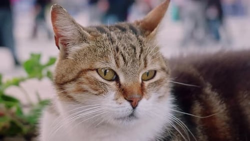 Close-Up of Alert Tabby Cat Outdoors