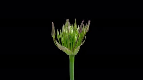 Time Lapse del ajo decorativo floreciente