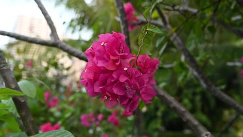 Close-Up of Fuschia Flowers on a Tree