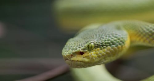 Vipère serpent venimeux et endémique en bambou - gros plan fendu vert et jaune