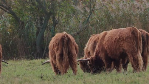 Herd Of Highland Cattle (Bos taurus Taurus) Grazing Grass On The Green Pasture