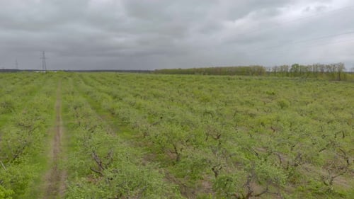 Orchards Aerial View