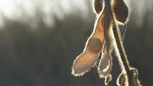Close-Up of Soybean Plant in Golden Sunlight
