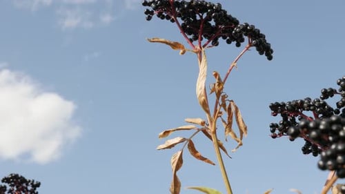 Vidéo UltraHD de la plante de sureau à inclinaison lente 4K 2160p 30 images par seconde - Sambucus ebulus black berries agains