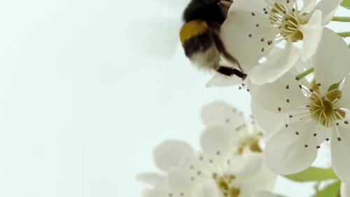 Bee Pollinating White Flower in Springtime
