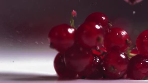 Closeup View of Falling Red Currant Berries on White Plate