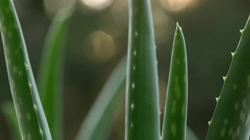 Aloe Vera Plant Leaves Close Up