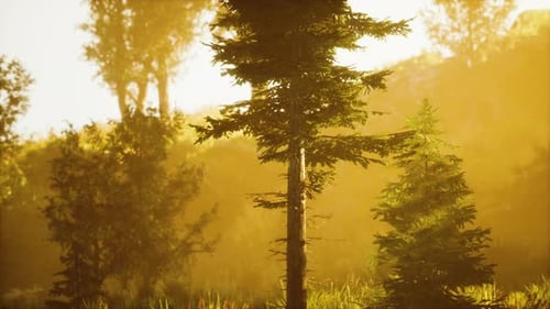 Lumière vive tombant dans la forêt sombre