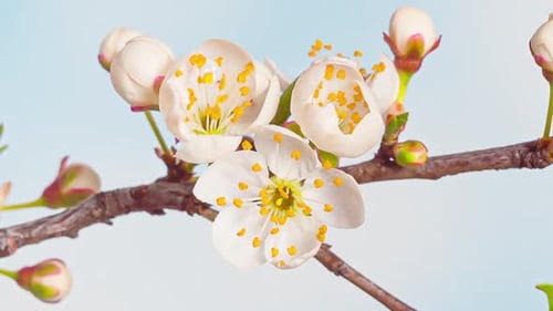 Time Lapse of Flowering Cherry Flowers