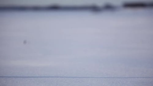 Schnee-Eulen-Pfanne enthüllt Nahaufnahme im Schnee