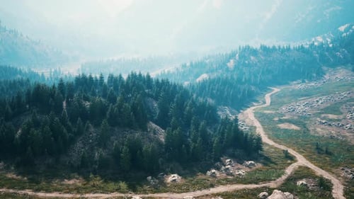 Bird's Eye View of Road Running Through Beautiful Green Pine Woods