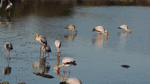 Foraging Yellow-Billed Storks - Kruger National Park