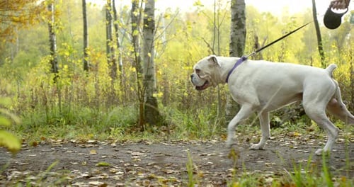 Close - Up of a Girl in a Coat and Shoes. She Walks on the Forest More Often with Big a White Dog