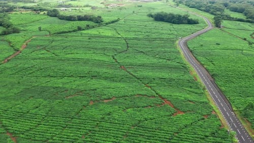 Aerial View of Fresh Green Tea Terrace Farm on the Hill Mauritius