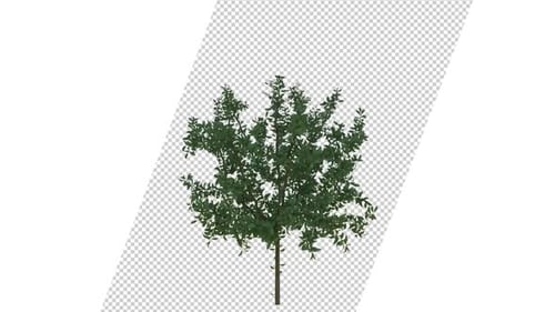 Growing Tree Animation with Alpha Channel