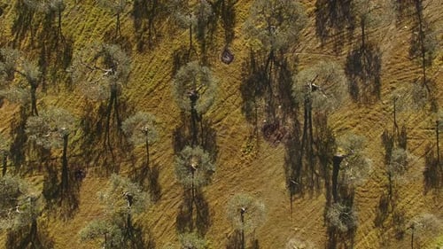 Vista Aérea Olive Field