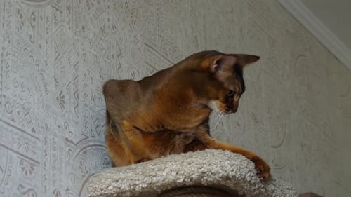 Abyssinian Cat Portrait