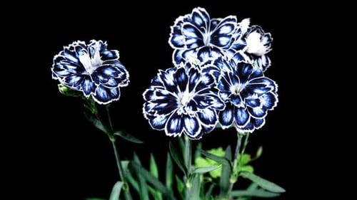 Blue Carnation Flower Blooming close-up in Time Lapse on a Black Background