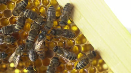Die Bienenkönigin kriecht unter den Arbeitern. Nahaufnahme von Bienen, die auf Waben krabbeln. Die Bienen sind