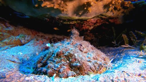 Stonefish and Shrimps