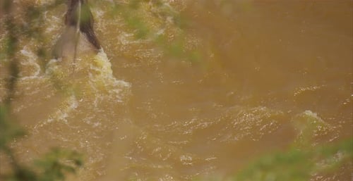 Close up view of Gnus in a river