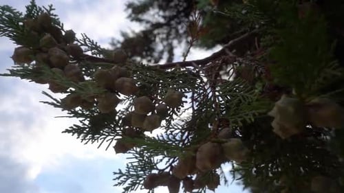 Newly Developed Raw Cones In Pine Tree Branches