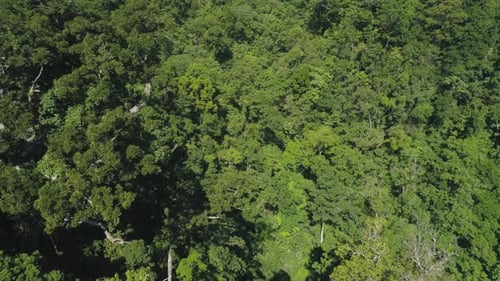 View of Mountain Landscape with Rainforest