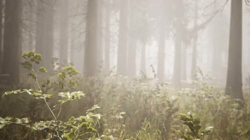 Sunbeams in Natural Spruce Forest
