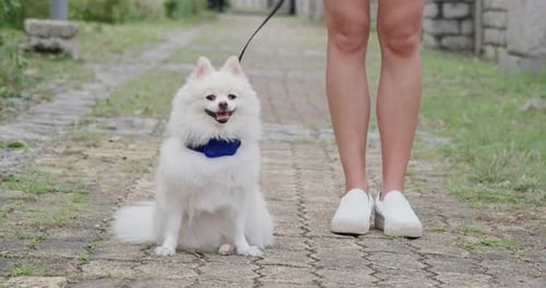 Adorable White Dog Sitting Outdoors on Leash