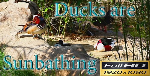 Les canards prennent un bain de soleil FULL HD