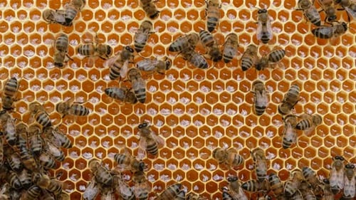 Honey Bees