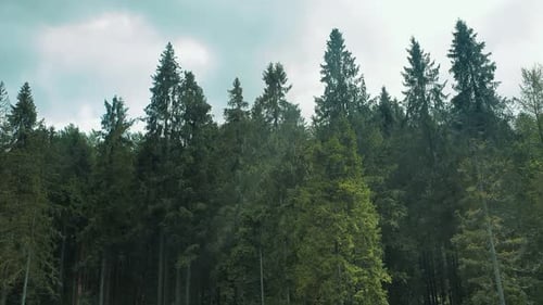Panorama de la cime des arbres de montagne. Arbres verts par temps ensoleillé. Vol près des arbres de la forêt