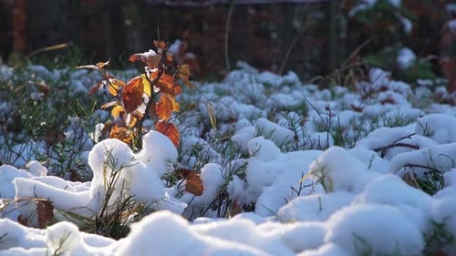 A Small Tree Stands Covered with Snow in a Clearing in the Middle of a Forest in the Carpathians