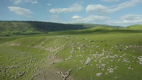 Aerial View of Sheep Grazing on Green Hillside