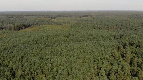 Countryside Landscape with Green Forest