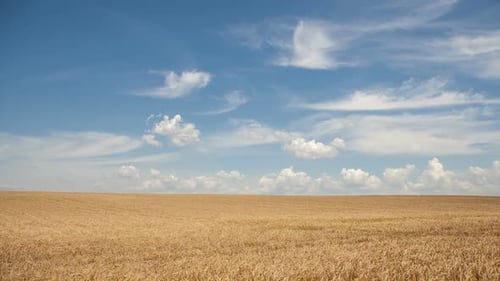 Field of Barley and Sunny Day