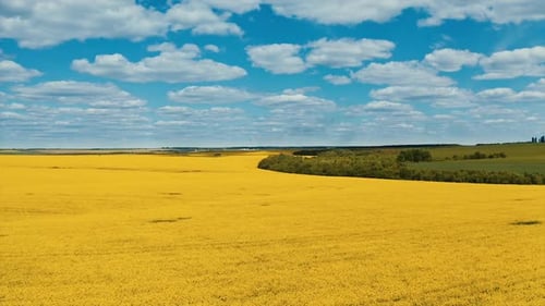 Yellow rapeseed field. Aerial view of tractor tracks in rape seed field